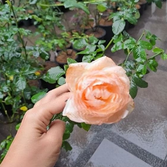 chubby plant tanaman hidup mawar david austin import rose adaptasi panas dataran rendah rose garden 