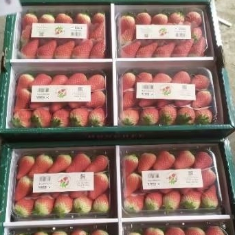 

Buah strawberry Korea jumbo Hong hee premium 500 gram