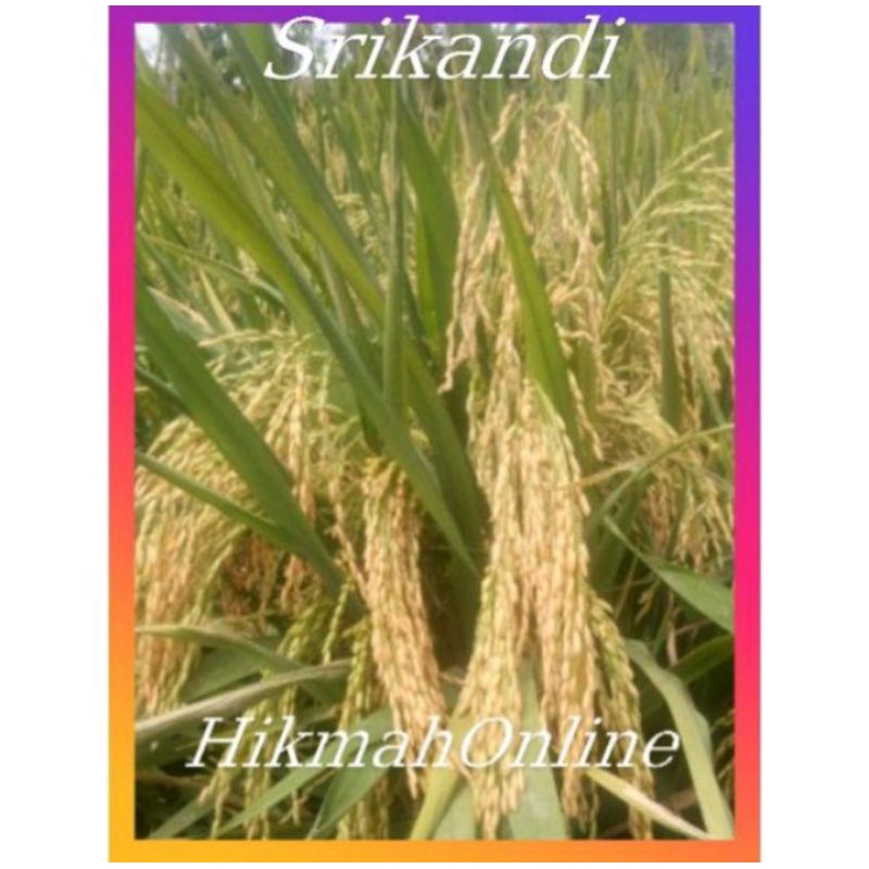 padi srikandi kemasan 1kg