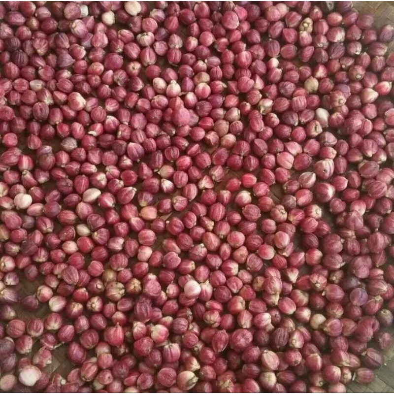 

kapulogo basah/kg tersedia bibit nya juga 1000/ batang