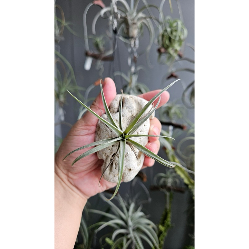 Tillandsia Betty / Hybrid Tillandsia xerographica x Tillandsia Brachycaulos ( size small )