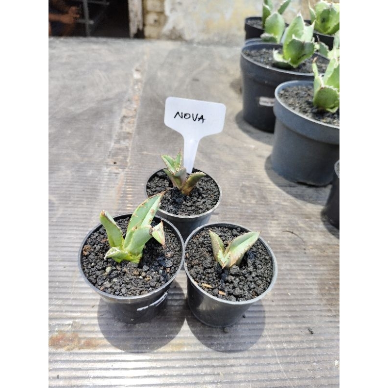 agave titanota nova