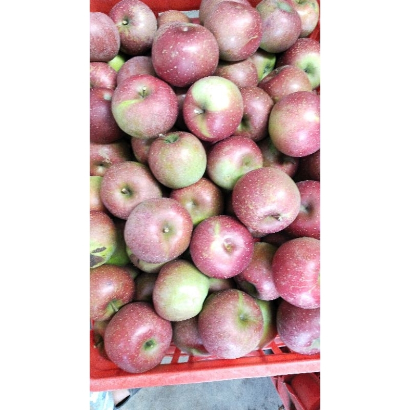 

apel romebeauty sedang (1kg)isi 9-12/apel malang