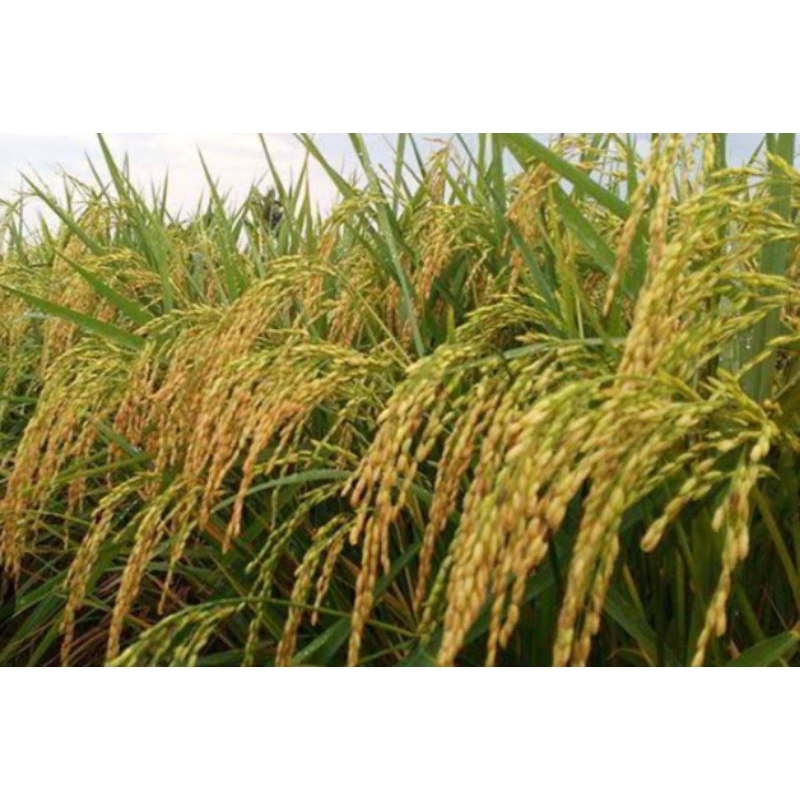 BENIH PADI CIGEULIS SUPER UNGGUL BERKUALITAS 1KG