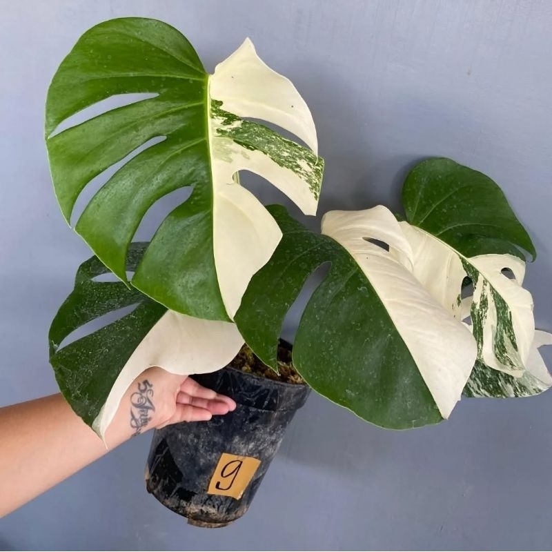 Monstera King Variegata / Tanaman Hias Hidup / Monstera 3-4daun Lebar