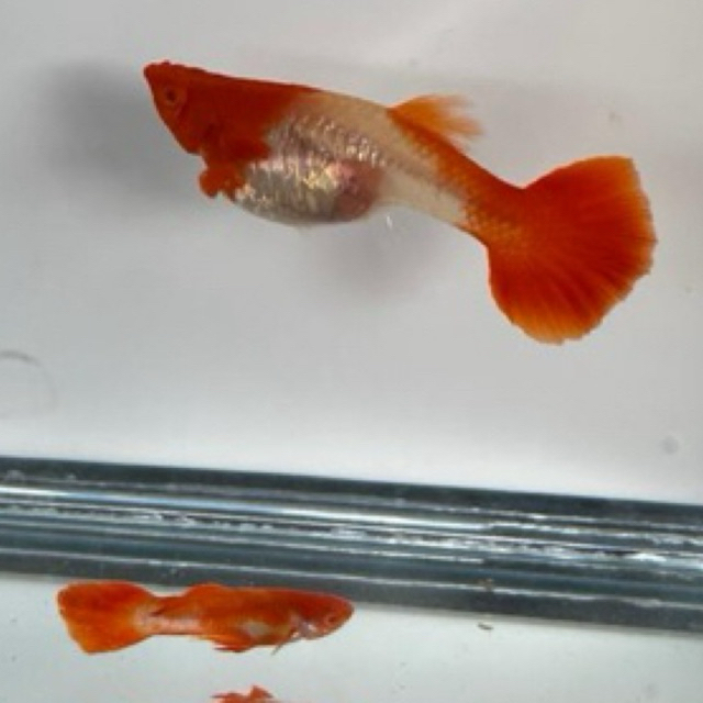 Sepasang Ikan Guppy Albino Koi Red Ear