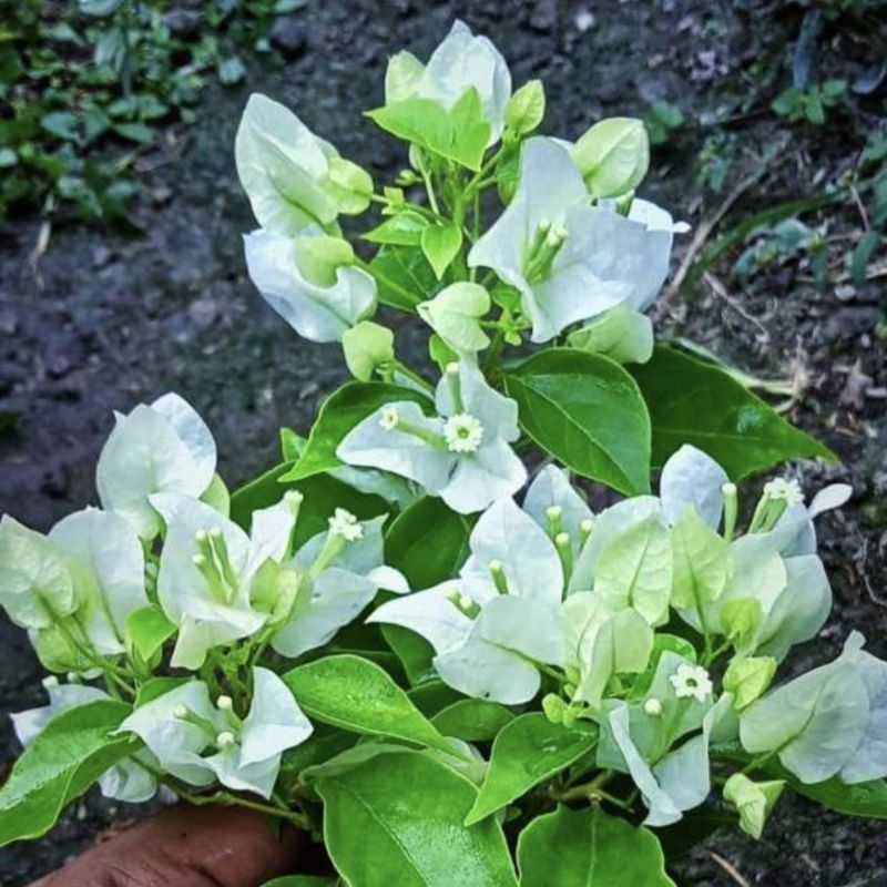 bougenville ekor musang bunga putih