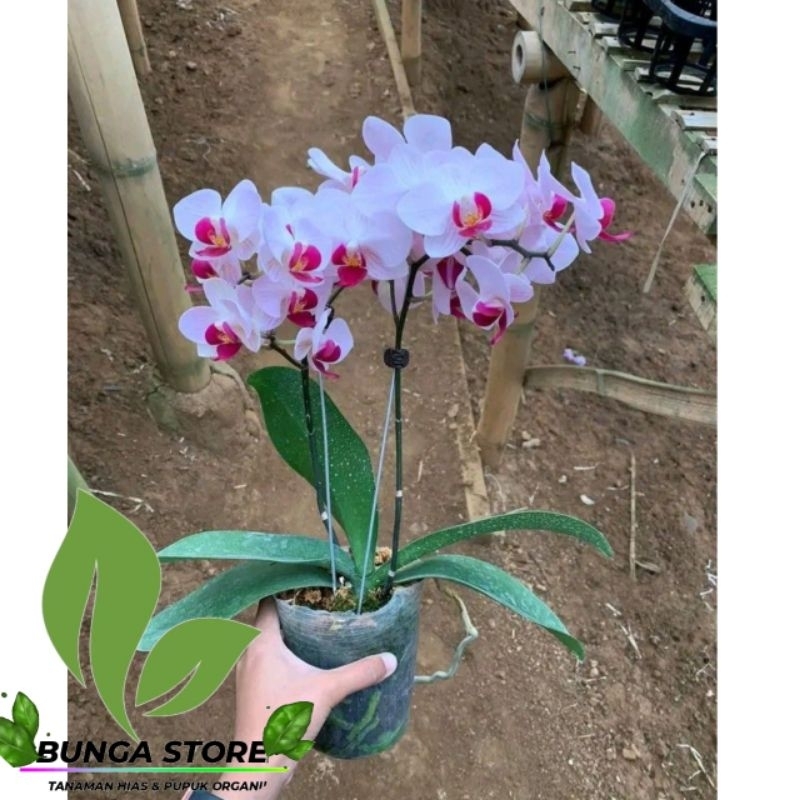 ( BISA COD ) Anggrek Bulan Dewasa Jumbo super Hidup Bunga Hias Anggrek Bulan Dewasa Jumbo super Bung