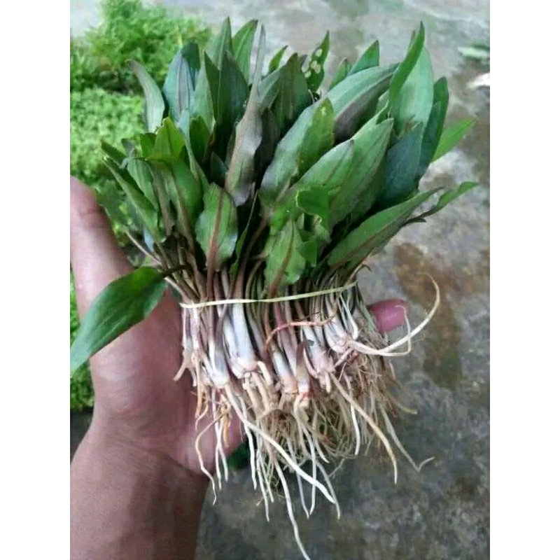 

criptorin windity 1 ikat isi 20 pcs