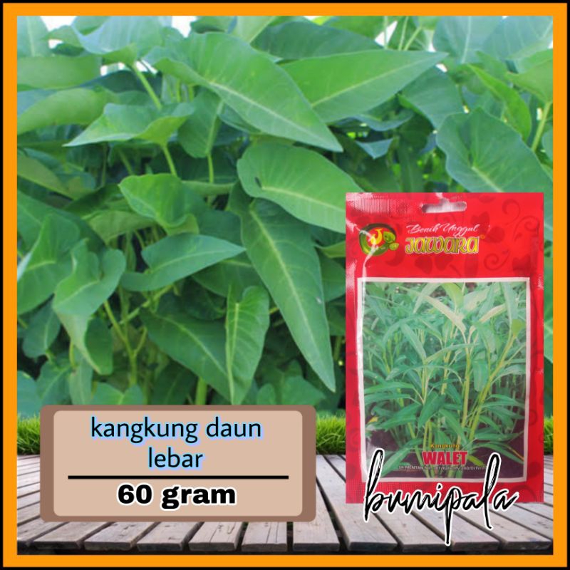 

BIBIT BENIH KANGKUNG DAUN LEBAR | WALET 60 gram | PREMIUM