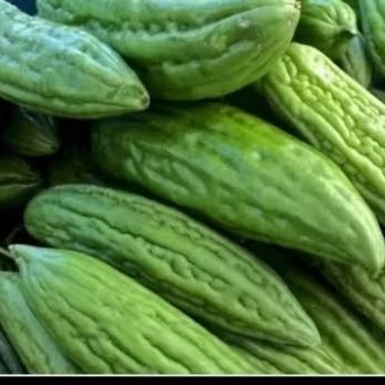 

Pare sayur 500 gr