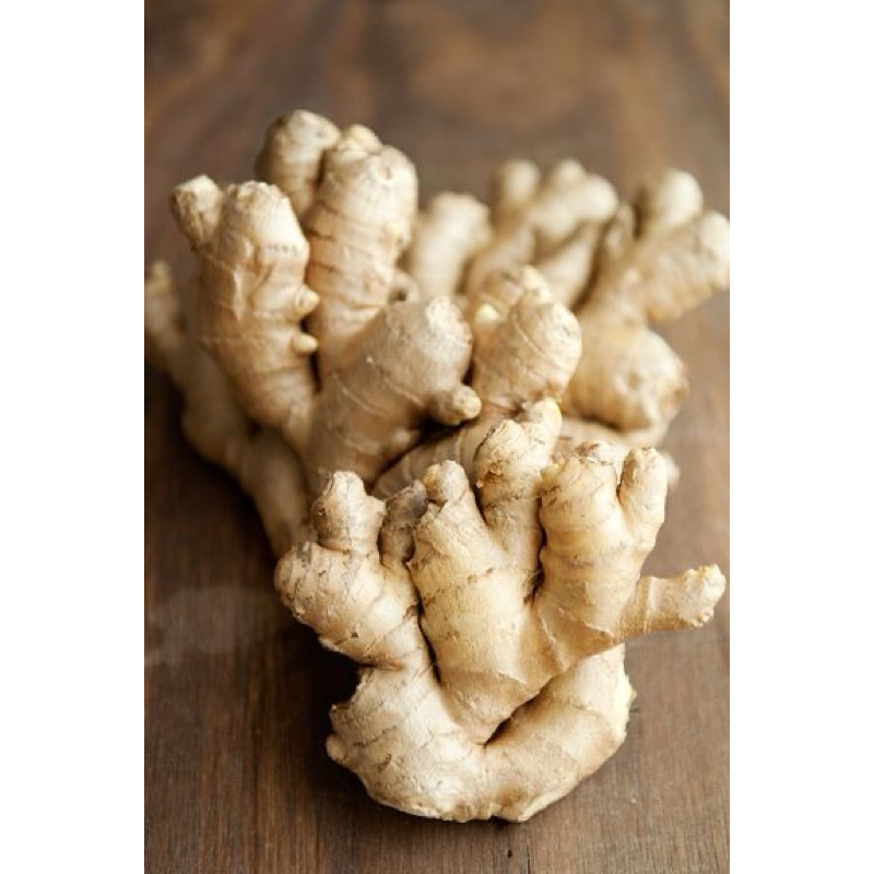 

Jahe Putih Super Besar grade A Segar / Jahai gajah Fresh