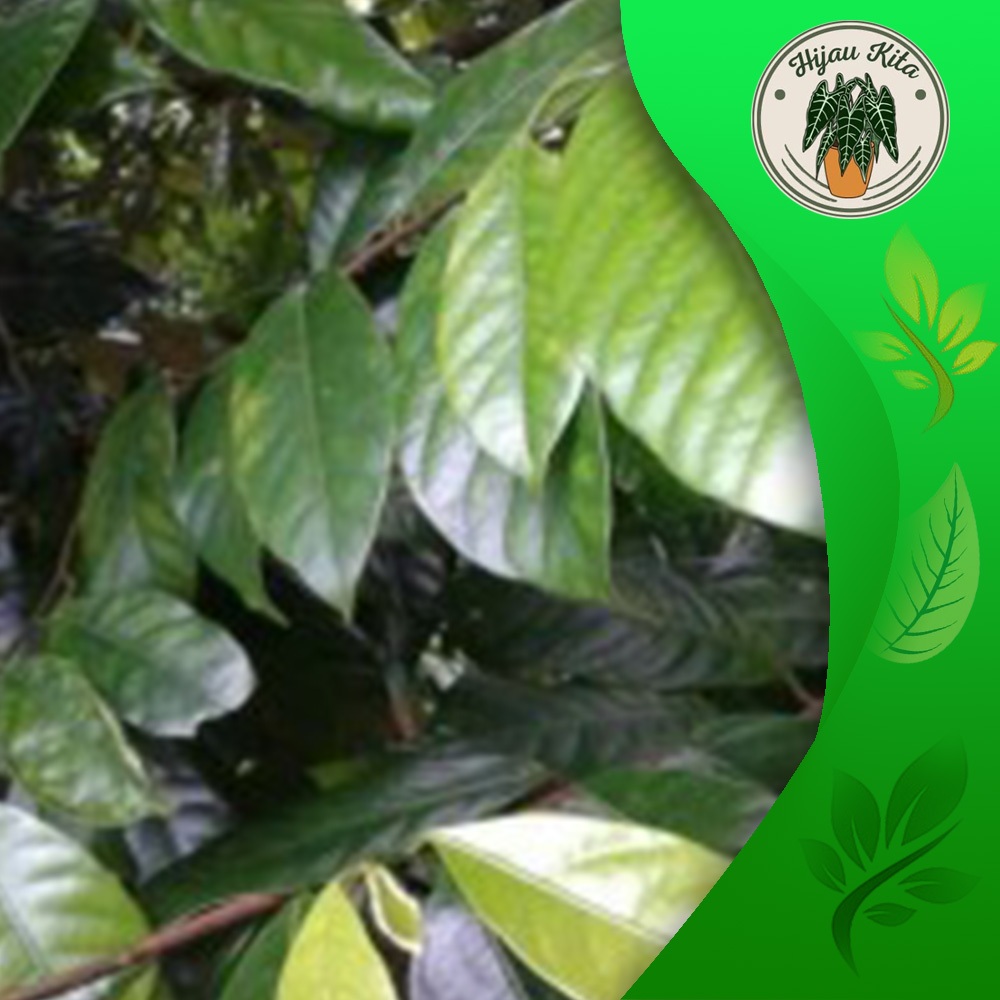 

Herbal Daun pala segar 100lembar murah