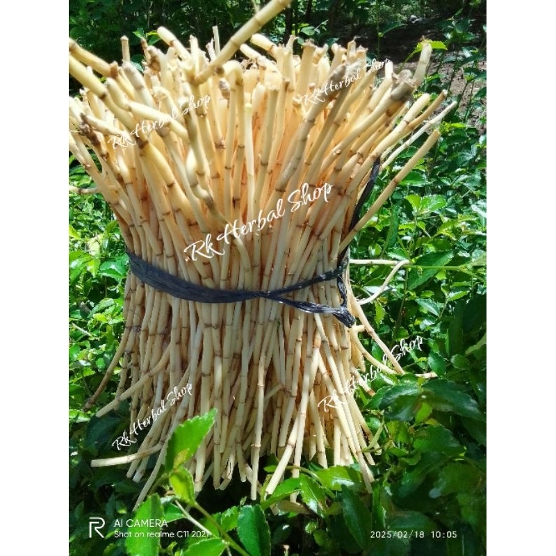 

Paket Murah 2 Kg Akar Alang-alang Fresh Ampuh Atasi Masalah Ginjal Alami Meredakan Masuk Angin Alami