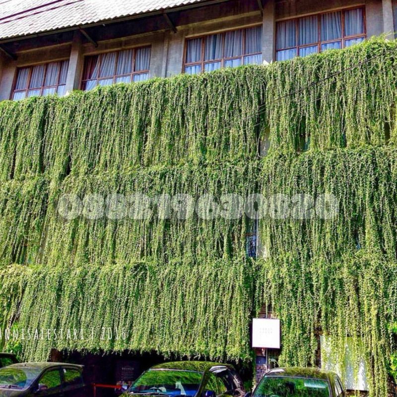 TANAMAN HIAS LEE KWAN YEW PANJANG 50 - 100 CM // TANAMAN HIAS LEE KWAN YEW // LEE KWAN YEW