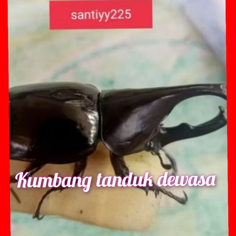 Kumbang tanduk mainan
