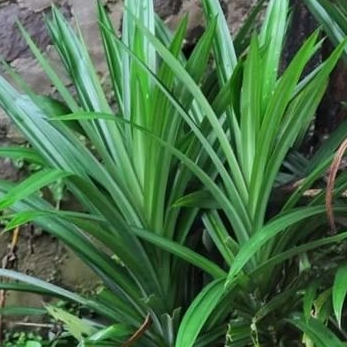 

Tanaman daun pandan wangi segar 1/2kg-500gram