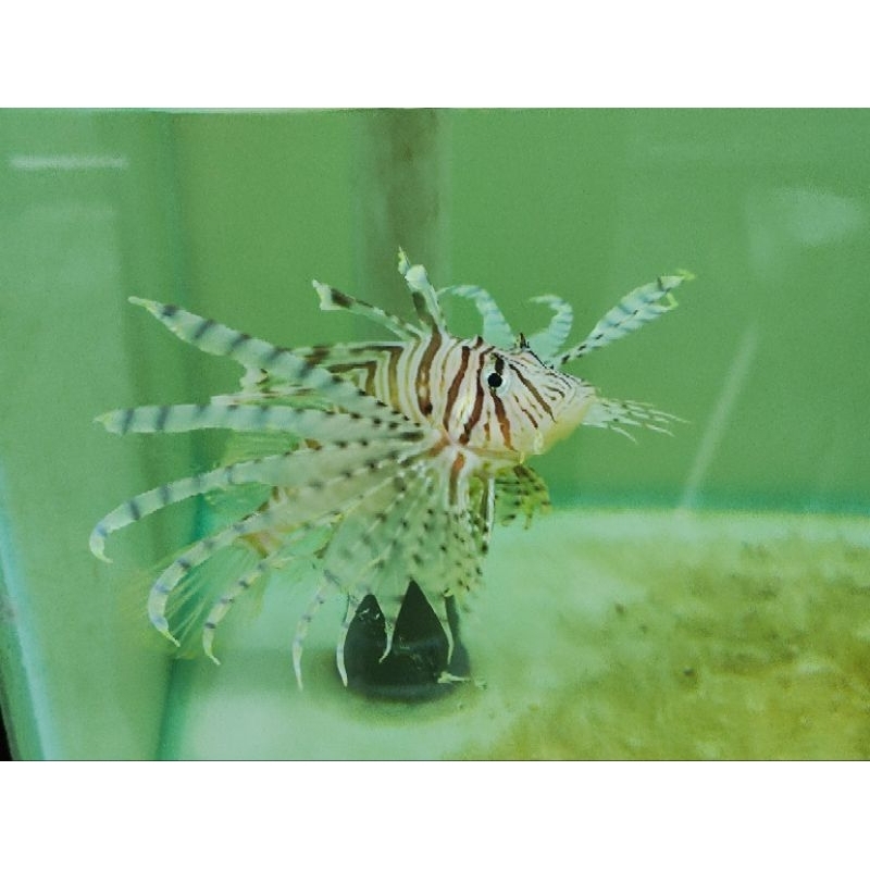 ikan hias laut lionfish volitan scorpion fish