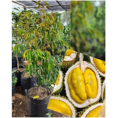 Bibit Tanaman Durian Kaki 3 All Varian Okulasi Bibit Durian Kaki 3 All Varian Bibit Duren