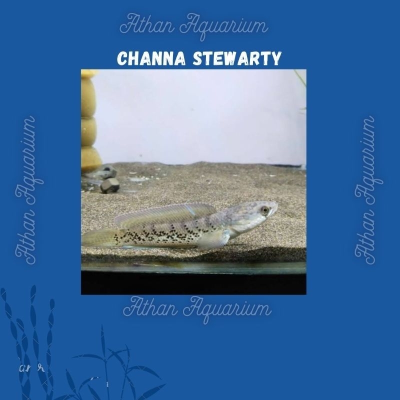 Channa/chana stewarty/stewarti kecil size 9-10cm