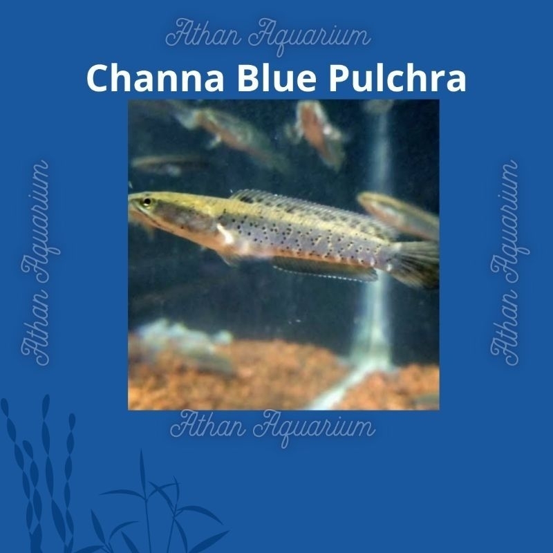 Channa Blue Pulchra  size kecil ukuran  7-8cm