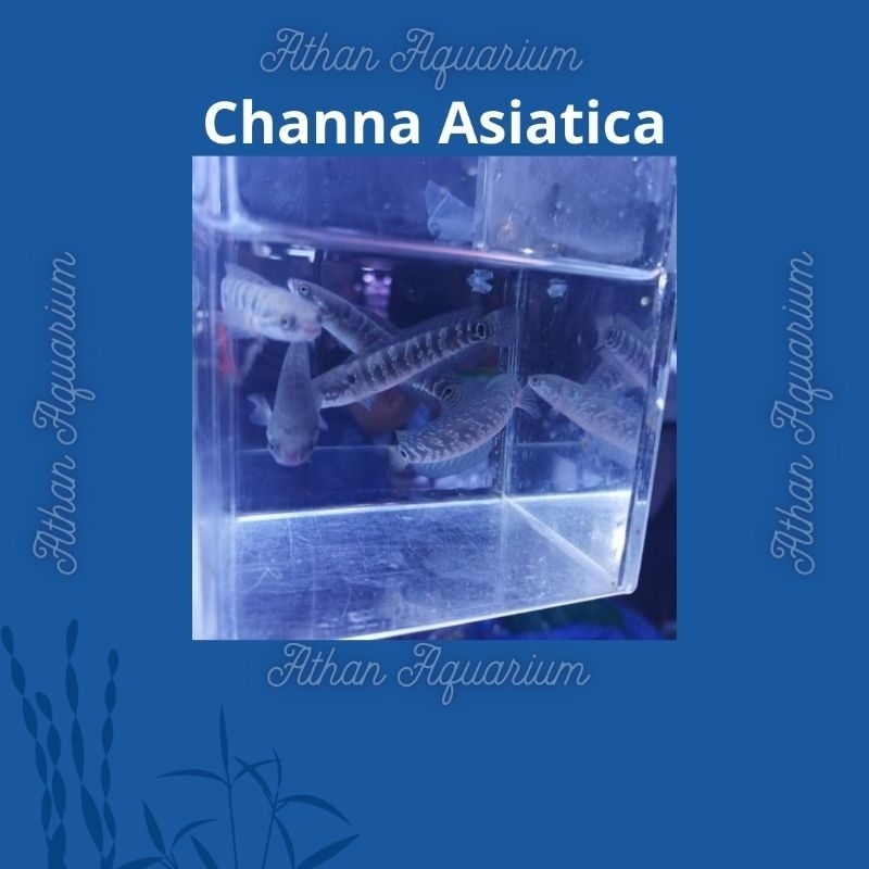 Channa Asiatica WS size small&medium ukuran 7-15cm