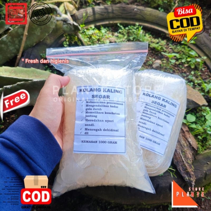 

KOLANG KALING SEGAR HERBAL ENAK DAN BERKHASIAT
