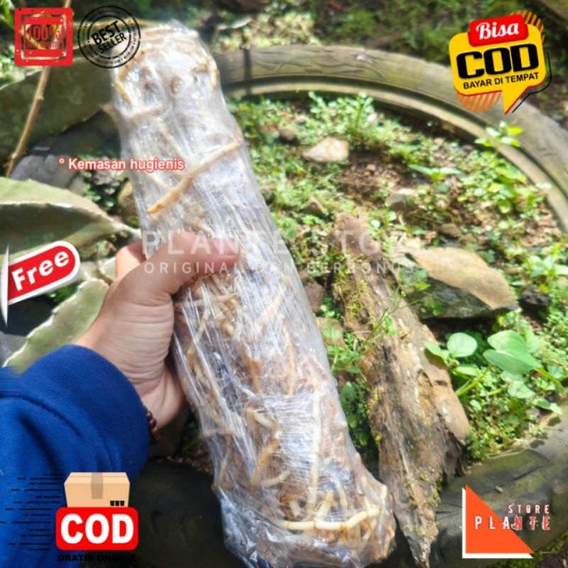 

AKAR ALANG-ALANG SEGAR HERBAL PREMIUM