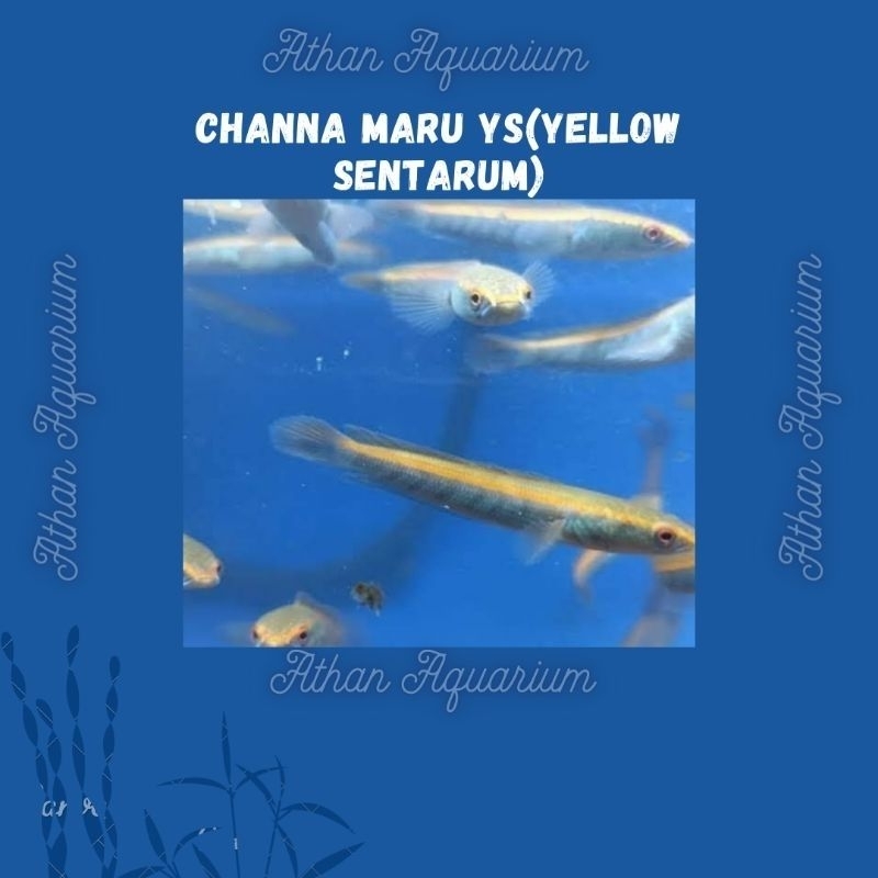 Channa/chana maru ys(Yellow Sentarum) size kecil&besar uk 10-15cm