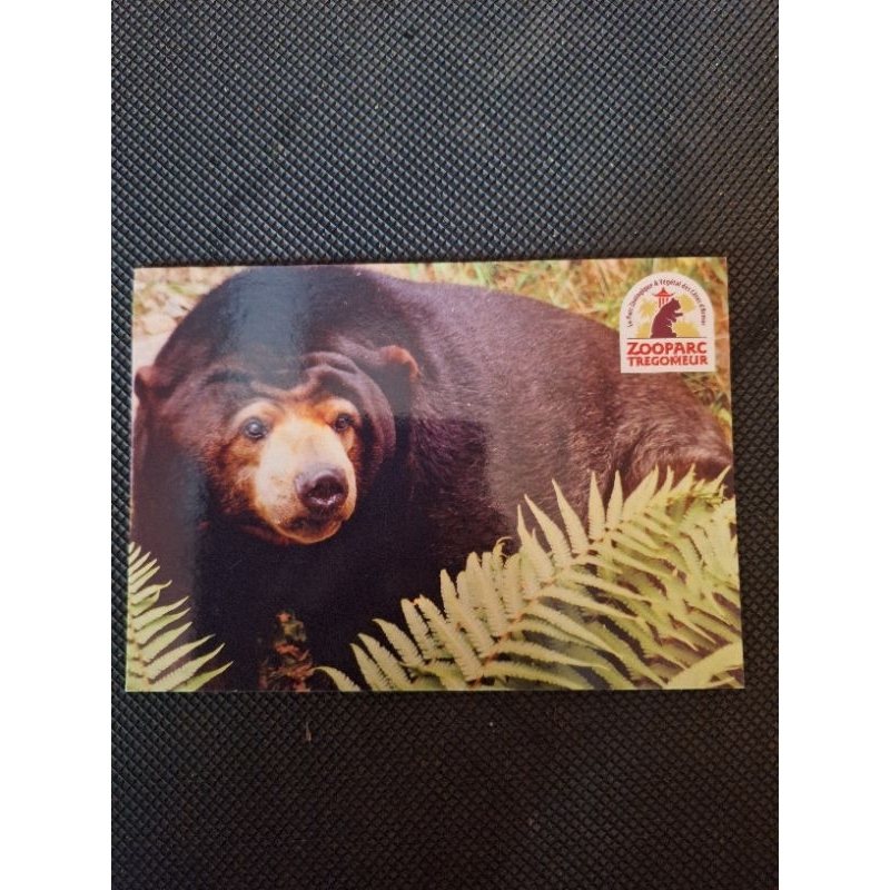 

kartu pos berulang/bear zoo postcard