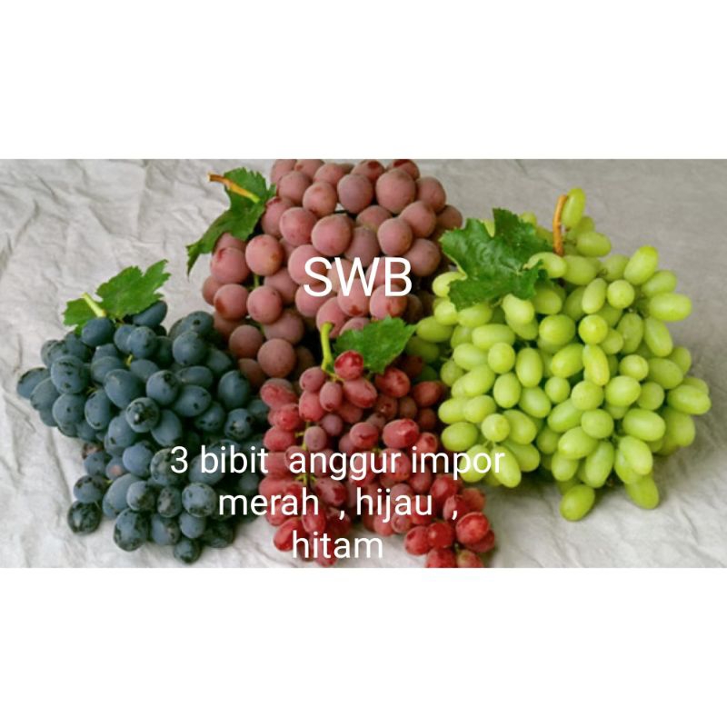 

paket 3 Bibit tanaman buah anggur impor , merah , hijau , hitam