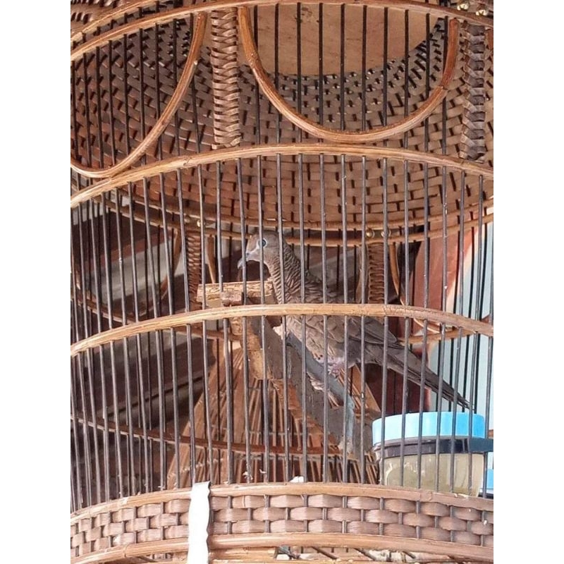 Perkutut Anggungan Cemani Katuranggan Semar Duduk usia 1'5tahun