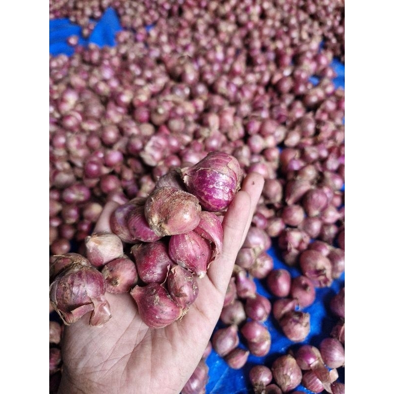 

Bawang Merah Segar