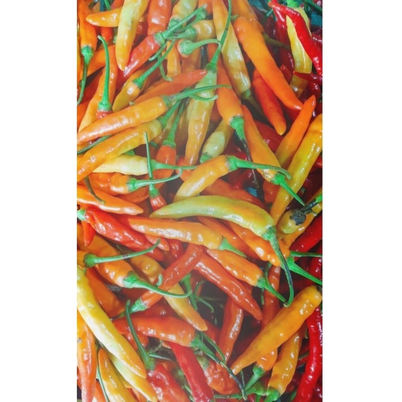 

Cabai Rawit Merah 100gr