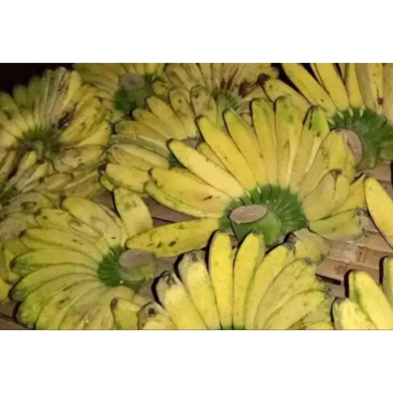 

pisang kepok ecer