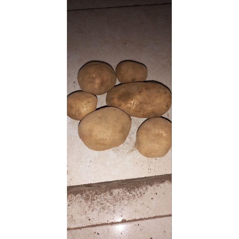 

Kentang Granola/kentang sayur/kentang lokal garut