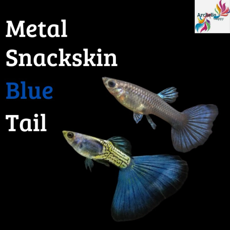 Sticker Guppy MSSBT