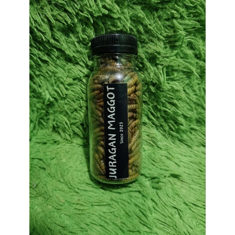 PROMOMaggot kering botol mini grade A makanan ikan hias makanan ikan predator makanan ikan koi makan