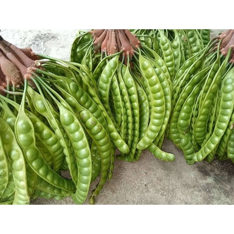 

PETE PETAI SUPER BERKUALITAS (10 PAPAN) GRADE A