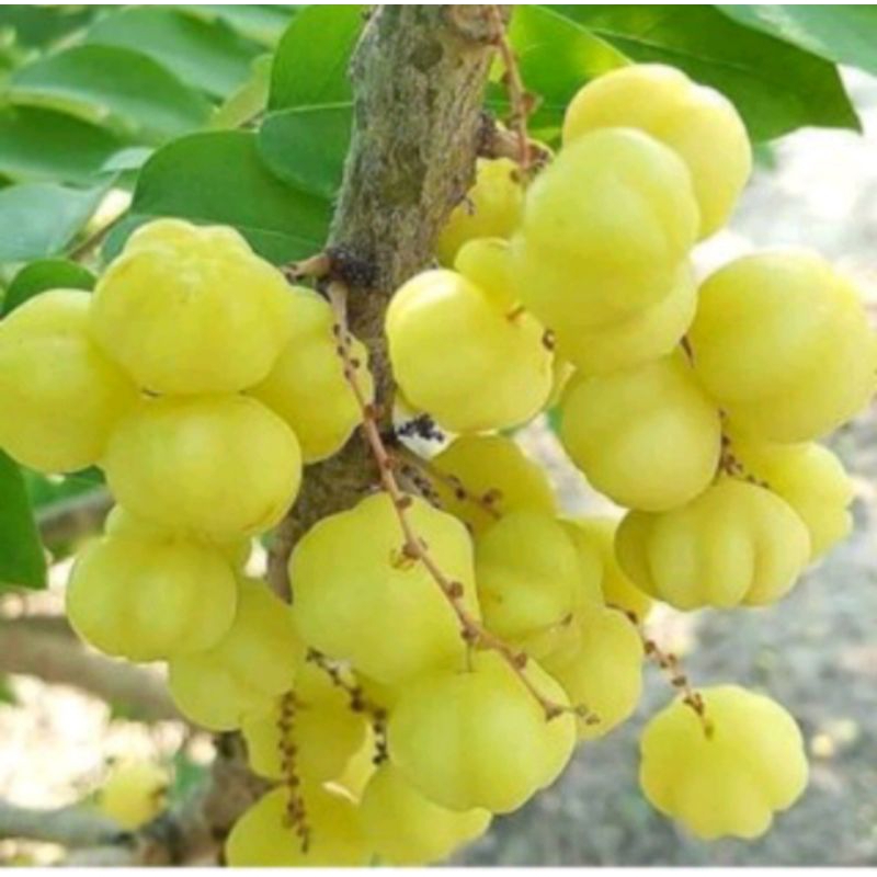 

buah ceremai segar