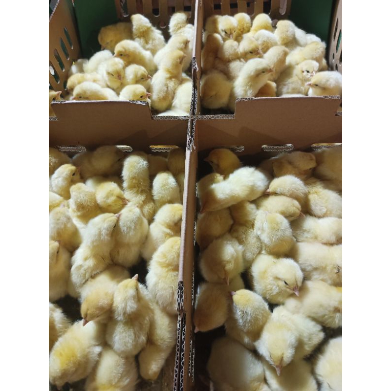 

Ayam Potong Broiler - DOC Broiler - Ayam Boiler Ayam Pedaging Cepat Besar