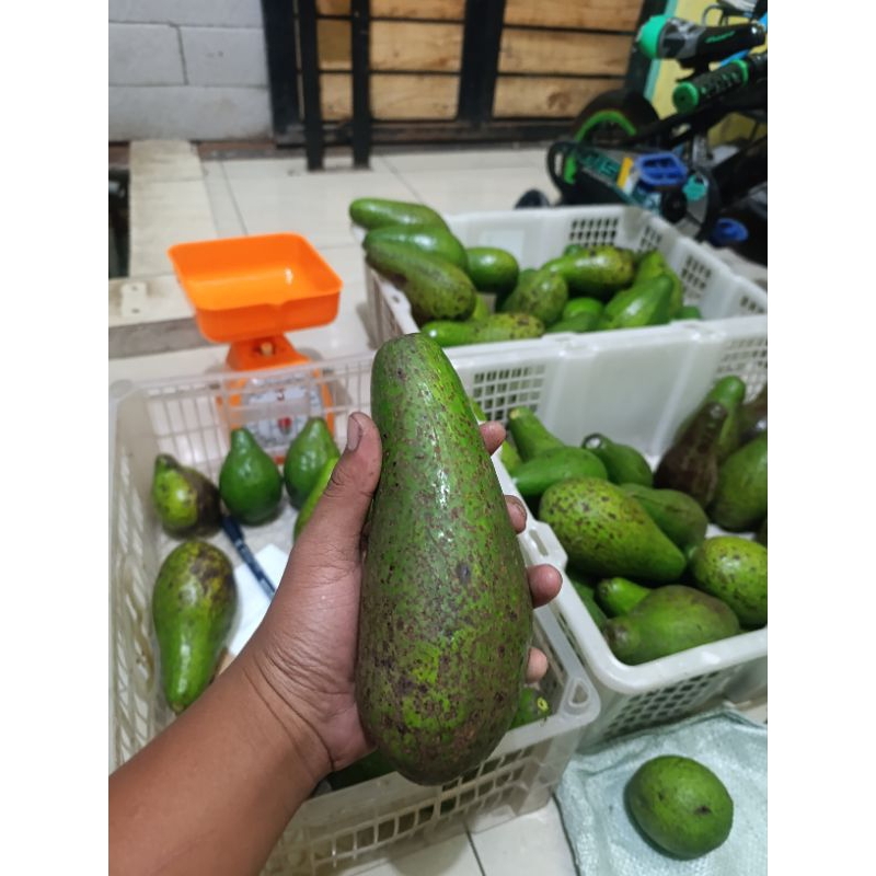 

alpukat mentega avocado asli boyolali