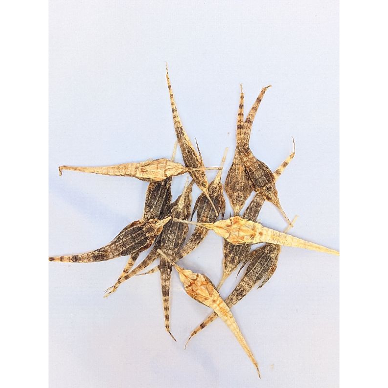 

Promo Murah OMH Terlaris PROMO 1 EKOR Kuda Laut/Burung Laut Kering Herbal Joss