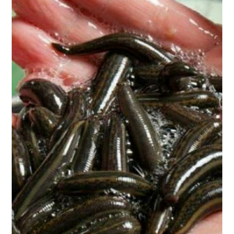 lintah terapi hidup ukuran besar dan sedang besar 10 ekor