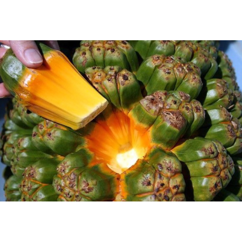 

BUAH HALA ATAU PANDAN LAUT