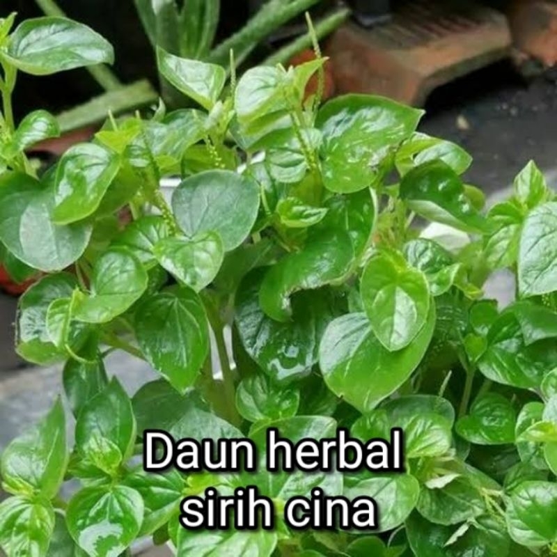 

Daun herbal sirih cina fress baru petik 1kg
