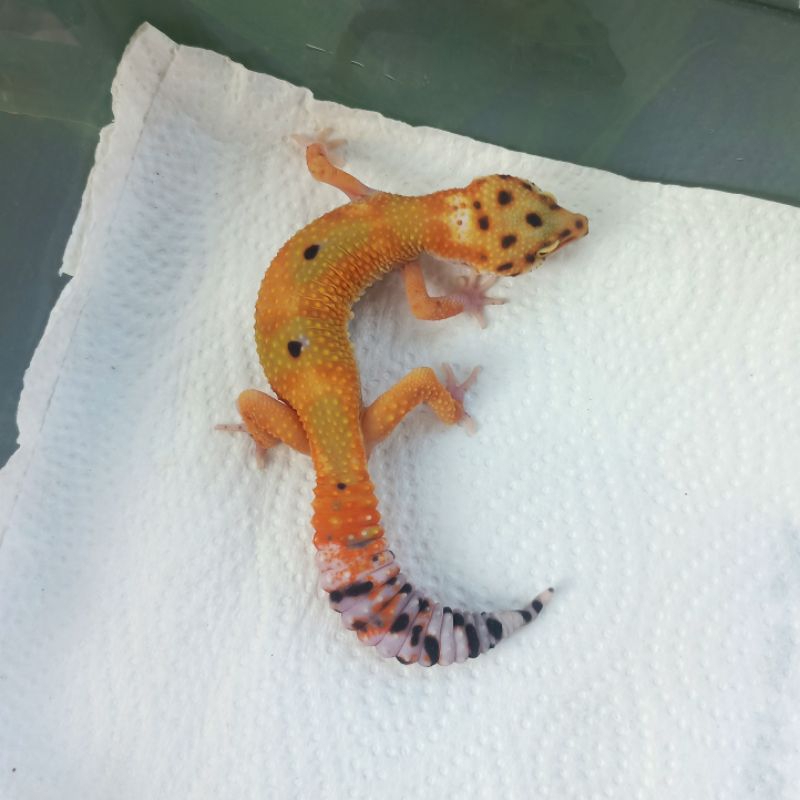 MAINAN GECKO EMERINE LINE GIANT