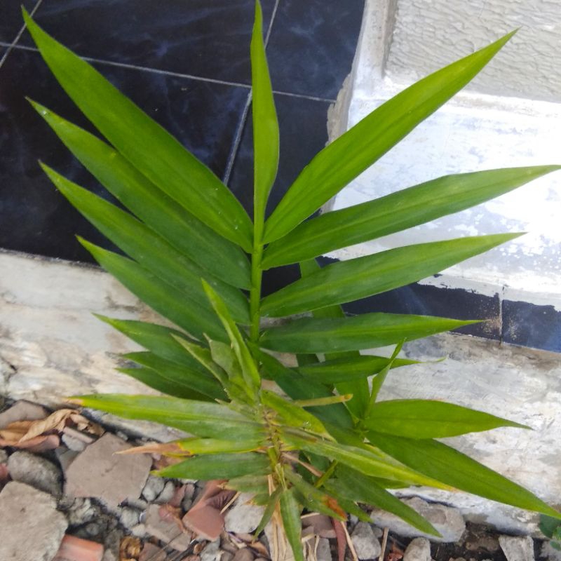 

panglai has sunda asli 1kg