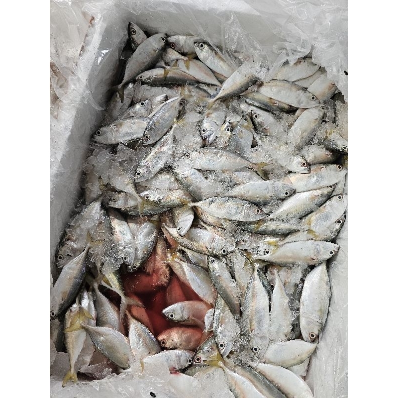 

IKAN KEMBUNG FRESH BEKU