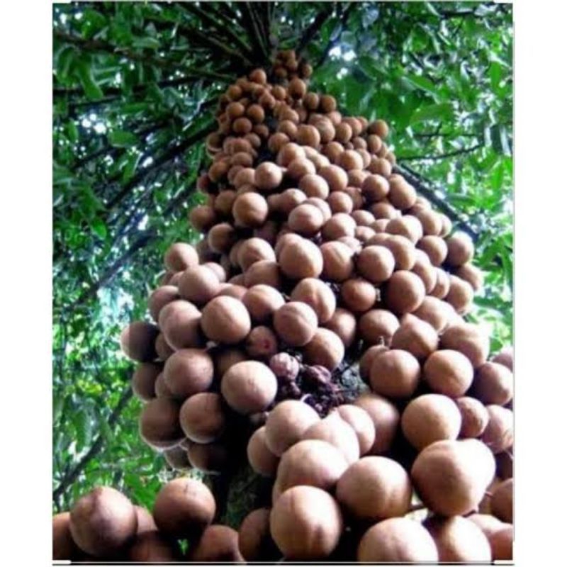 

BUAH KEPEL ( Stelechocarpus Burahol)